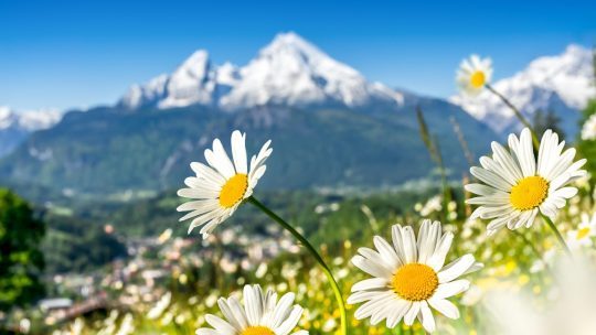 Environmental Contaminant Removal vs. Environmental Risk Management: When Spending Money Saves Money